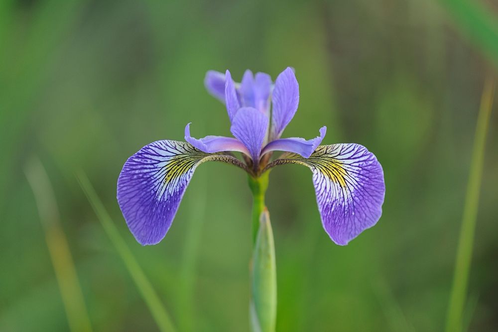 Canada-Manitoba-Whiteshell Provincial Park Blue flag iris in field art print by Jaynes Gallery for $57.95 CAD